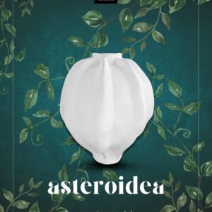 Asteroidea