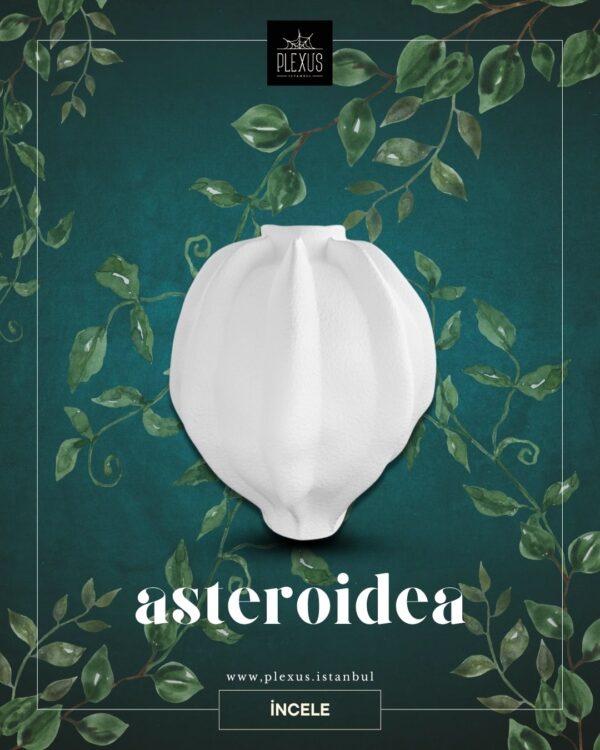 Asteroidea
